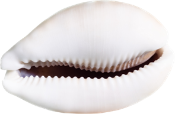 Cauri