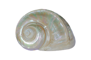 Coquillage